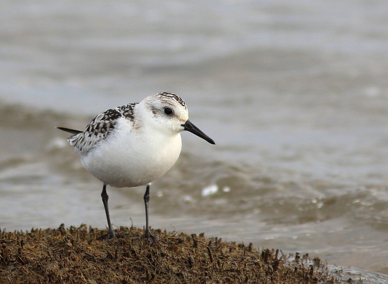 Bcasseau sanderling 46.tif