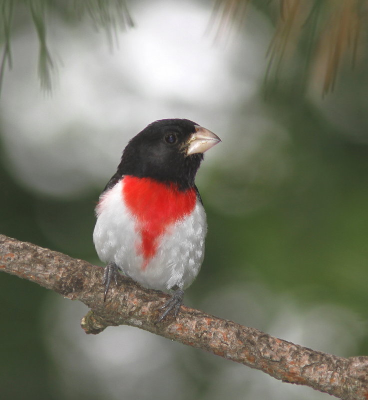 Cardinal  poitrine rose.JPG
