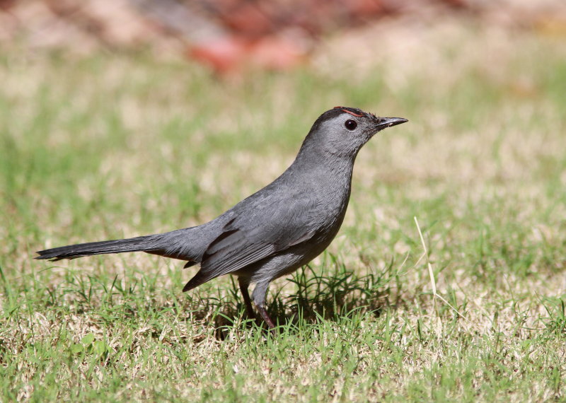 Grey Catbird - Moqueur chat - Dumetella carolinensis