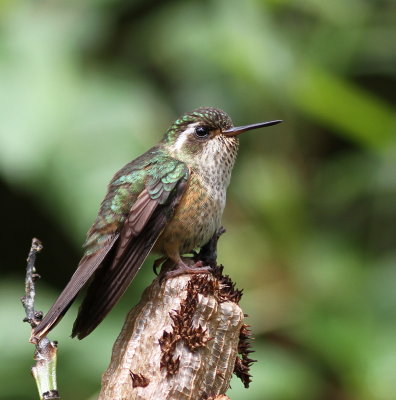 Speckled Hummingbird - Colibri moucheté - Adelomyia melanogenys.JPG