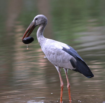 Asian Openbill - Bec-ouvert indien - Anastomus oscitans.JPG