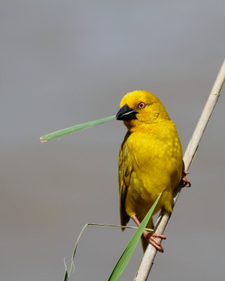 Yellow Weaver - Tisserin jaune - Ploceus subaureus.JPG