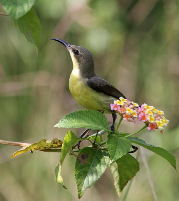 Purple-rumped Sunbird - Souimanga à croupion pourpre - Leptocoma zeylonica.JPG