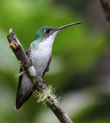 Andean Emerald - Ariane de Francia - Amazilia franciae.JPG