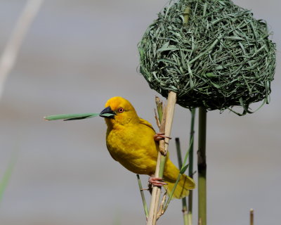 Yellow Weaver - Tisserin jaune - Ploceus subaureus.JPG