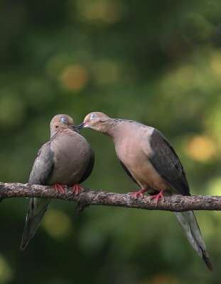 Mourning Dove - Tourterelle triste.- Zenaida macrouraJPG
