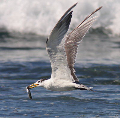 Greater Crested Tern - Sterne huppée - Thalasseus bergii.JPG