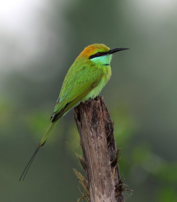 Green Bee-eater - Guêpier d'Orient - Merops orientalis.jpg