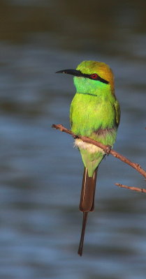 Green Bee-eater - Guêpier d'Orient - Merops orientalis.JPG