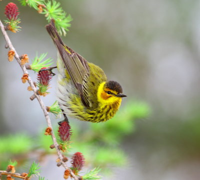 Cape May Warbler - Paruline tigrée - Setophaga tigrina.jpg