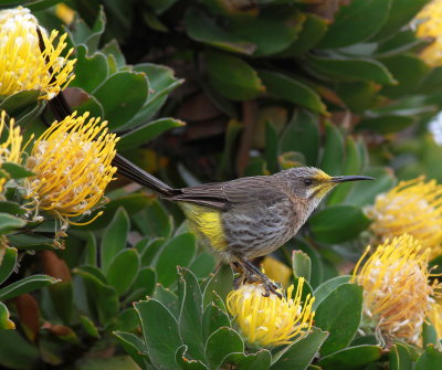 Cape Sugarbird - Promerops du Cap - Promerops cafer.JPG