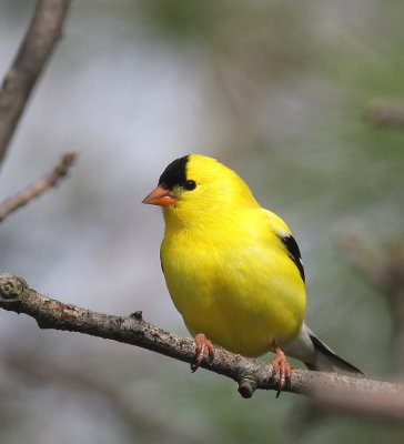 American Goldfinch - Chardonneret jaune - Spinus tristis.jpg