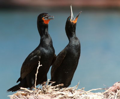 Cape Cormorant - Cormorant du Cap - Phalacrocorax capensisJPG