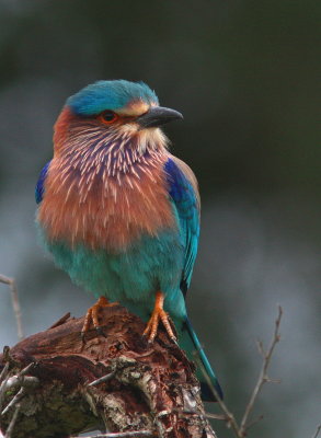 Indian Roller - Rollier indien - Coracias benghalensis.JPG