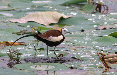 Pheasant-tailed Jacana - Jacana à longue queue - Hydrophasianus chirurgus.jpg