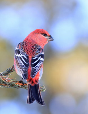 Pine Grosbeak - Durbec des pins - Pinicola enucleator.JPG