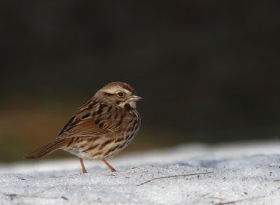 Song Sparrow - Bruant Chanteur - Melospiza melodia.jpg