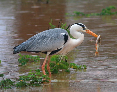 Grey Heron - Héron cendré.- Ardea cinereaJPG