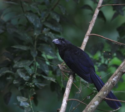 Strpe-billed Ani - Ani à bec cannelé - Red-winged Blacbird.tif