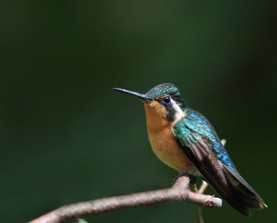 Purple-throated Mountaingem - Colibri à gorge pourprée - Lampornis calolaemus.jpg