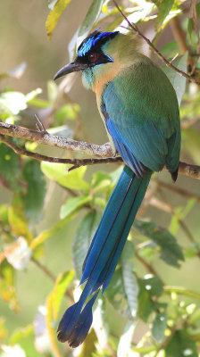 Blue-crowned Motmot - Motmot houtouc - Momotus momota .jpg