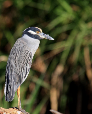 Yellow-crowned Night-Heron - Bihoreau violacé - Nyctanassa violacea.jpg