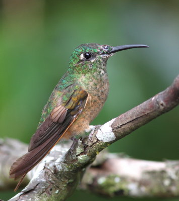 Fawn-breasted Brilliant - Brillant rubinoïde - Heliodoxa rubinoides.JPG