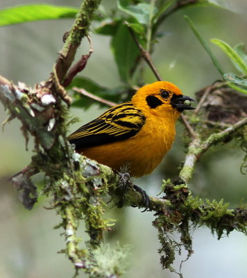 Golden Tanager - Calliste doré - Tangara arthus .JPG