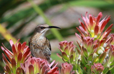 Cape Sugarbird - Promerops du Cap - Promerops cafer.JPG