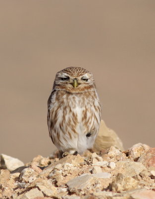 Little Owl - Chevêche d'Athéna - Athene noctua.JPG