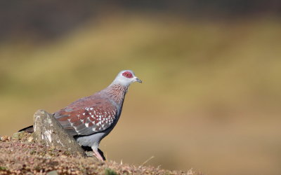 Speckled Pigeon - Pigeon roussard - Columba guinea .jpg