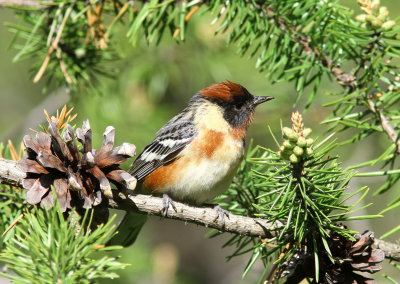 Bay-breasted Warbler - Paruline à poitrine baie - Setophaga castanea.jpg