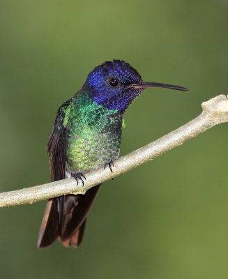 Golden-tailed Sapphire - Saphir oenome - Chrysuronia oenone.JPG