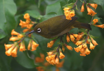 Sri Lanka White-eye - Zosterops de Ceylan - Zosterops ceylonensis.jpg