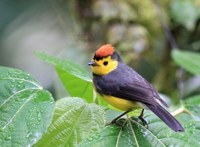 Collared Redstart - Paruline ceinturée - Myioborus torquatus .tif