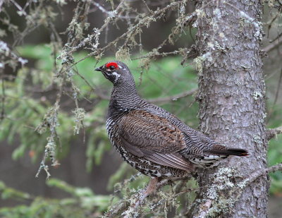 Spruce Grouse - Tétra du Canada - Falcipennis canadensis.JPG