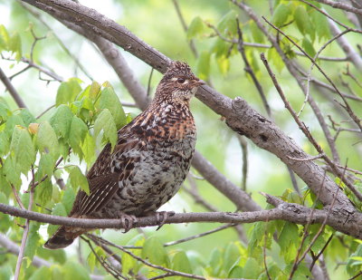 Ruffed Grouse - Gélinotte huppée - Bonasa umbellus.JPG