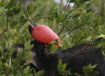 Magnifiscent Frigatebird - Frégate superbe - Fregata magnificens.JPG