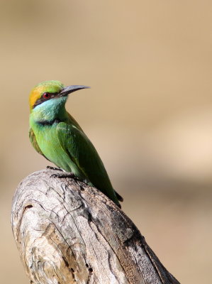 Green Bee-eater - Guêpier d'Orient - Merops orientalis.JPG