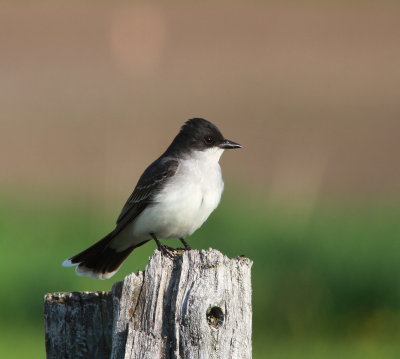 Eastern Kingbird - Tyran tritri - Tyrannus tyrannus.JPG
