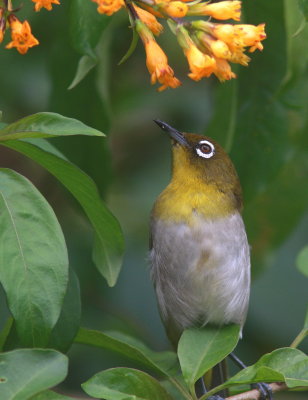 Sri Lanka White-eye - Zosterops de Ceylan - Zosterops ceylonensis.JPG