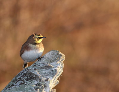 Horned Lark - Alouette hausse-col - Eremophila alpestris.jpg