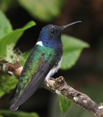 White-necked Jacobin - Colibri jacobin - Florisuga mellivora.JPG