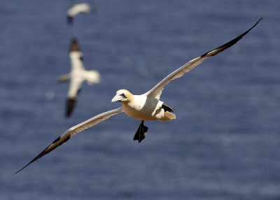 Northern Gannet - Fou de Bassan - Morus bassanus,jpg