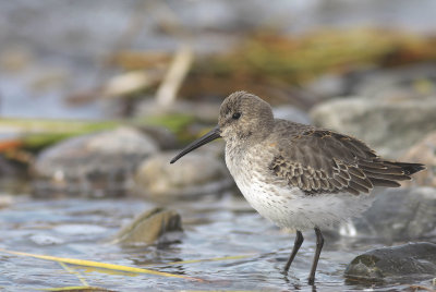 Dunlin - Bécasseau variable - Calidris alpina.jpg