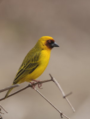 Ruppel's Weaver - Tisserin de Ruppel.- Ploceus galbulaJPG
