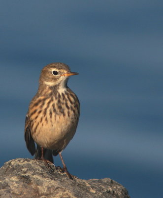 American Pipit - Pipit d'Amérique - Anthus rubescens.JPG