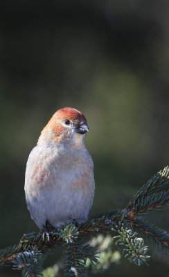 Pine Grosbeak - Durbec des pins - Pinicola enucleator.JPG