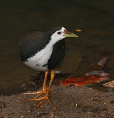 White-breasted Waterhen - Râle à poitrine blanche - Amaurornis phoenicurus.JPG