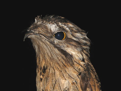 Northern Potoo - Ibijau jamaìcain - Nyctibius jamaicensis .jpg